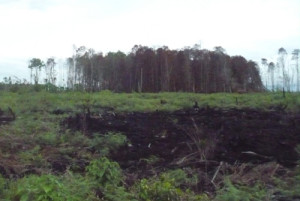 Hutan gambut di Rawa Tripa yang diduga dibakar ilegal oleh PT Kalista Alam